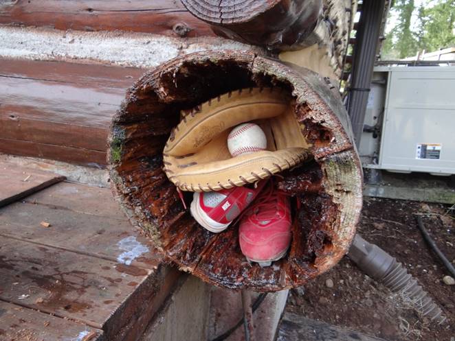 What can you fit inside a log?